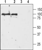 DRD3 (extracellular) Antibody in Western Blot (WB)