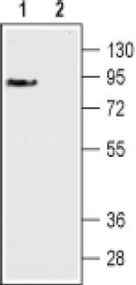 DRD3 (extracellular) Antibody in Western Blot (WB)