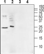 Ephrin A1 (extracellular) Antibody in Western Blot (WB)