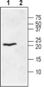 Ephrin A1 (extracellular) Antibody in Western Blot (WB)