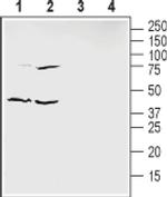 Ephrin B1 (extracellular) Antibody in Western Blot (WB)