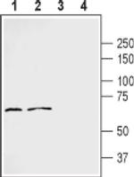 Frizzled-2 (extracellular) Antibody in Western Blot (WB)