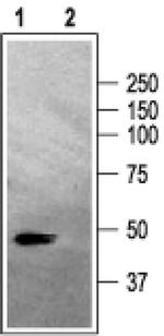 GABRA2 Antibody in Western Blot (WB)