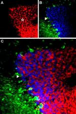 GABRA6 (extracellular) Antibody in Immunohistochemistry (IHC)