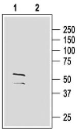 GABRG2 (extracellular) Antibody in Western Blot (WB)
