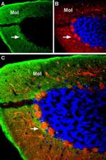 GABRA4 (extracellular) Antibody in Immunohistochemistry (IHC)