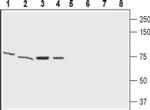 GABRE (extracellular) Antibody in Western Blot (WB)