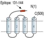 GABRE (extracellular) Antibody