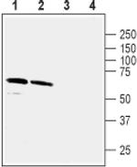 GABRA5 Antibody in Western Blot (WB)
