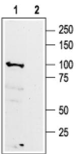 GABBR1 (extracellular) Antibody in Western Blot (WB)