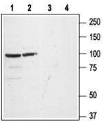 GluR1 (extracellular) Antibody in Western Blot (WB)