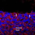 GRIK1 (extracellular) Antibody in Immunohistochemistry (Frozen) (IHC (F))