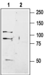 GRIK1 (extracellular) Antibody in Western Blot (WB)