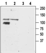 GluR6 Antibody in Western Blot (WB)