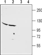 mGluR2 (extracellular) Antibody in Western Blot (WB)