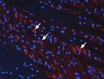 mGluR3 (extracellular) Antibody in Immunohistochemistry (Frozen) (IHC (F))