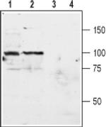 mGluR3 (extracellular) Antibody in Western Blot (WB)