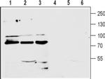 mGluR7 (extracellular) Antibody in Western Blot (WB)