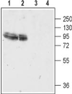 GluR4 (extracellular) Antibody in Western Blot (WB)