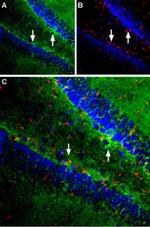 GLAST (extracellular) Antibody in Immunohistochemistry (Frozen) (IHC (F))