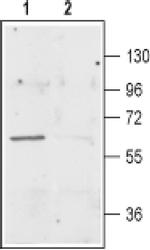 EAAC1 Antibody in Western Blot (WB)