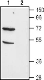 EAAC1 Antibody in Western Blot (WB)