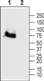 mGluR6 (extracellular) Antibody in Western Blot (WB)