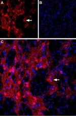 mGluR8 (extracellular) Antibody in Immunohistochemistry (Frozen) (IHC (F))