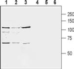 mGluR8 (extracellular) Antibody in Western Blot (WB)
