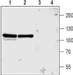 NMDAR3A (extracellular) Antibody in Western Blot (WB)
