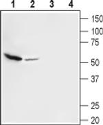 VGLUT3 Antibody in Western Blot (WB)