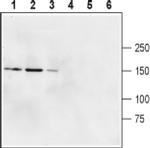GRID2 Antibody in Western Blot (WB)