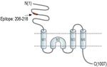 GRID2 Antibody in Agglutination (AGG)