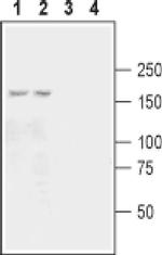 GluR7 (extracellular) Antibody in Western Blot (WB)