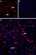GRIK4 (extracellular) Antibody in Immunohistochemistry (Frozen) (IHC (F))