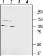 GRIK5 (extracellular) Antibody in Western Blot (WB)