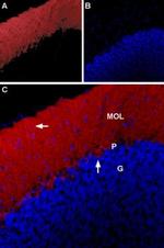GLRA1 Antibody in Immunohistochemistry (IHC)