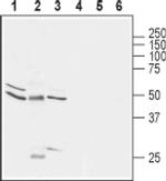 GLRA1 Antibody in Western Blot (WB)