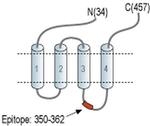 GLRA1 Antibody