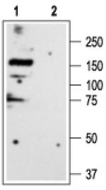 GLRA3 Antibody in Western Blot (WB)