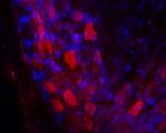 GALR2 Antibody in Immunohistochemistry (Frozen) (IHC (F))