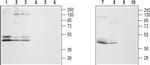 GALR2 Antibody in Western Blot (WB)