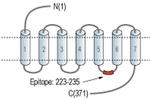 GALR2 Antibody