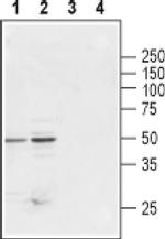 GLRB Antibody in Western Blot (WB)
