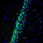 GIPR (extracellular) Antibody in Immunohistochemistry (Frozen) (IHC (F))