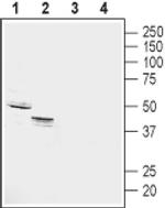 GPR4 (extracellular) Antibody in Western Blot (WB)