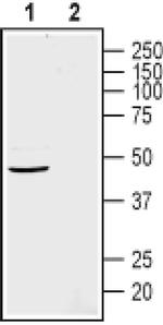 GPR4 (extracellular) Antibody in Western Blot (WB)