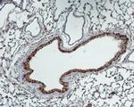 SLC6A13 Antibody in Immunohistochemistry (Paraffin) (IHC (P))