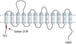 SLC6A13 Antibody