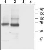 SLC6A11 Antibody in Western Blot (WB)
